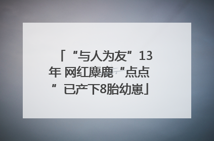 “与人为友”13年 网红麋鹿“点点”已产下8胎幼崽