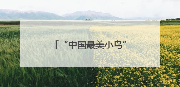 “中国最美小鸟”蓝喉蜂虎现身闽北