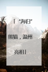 “海归”熊猫，温州亮相