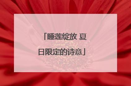 睡莲绽放 夏日限定的诗意