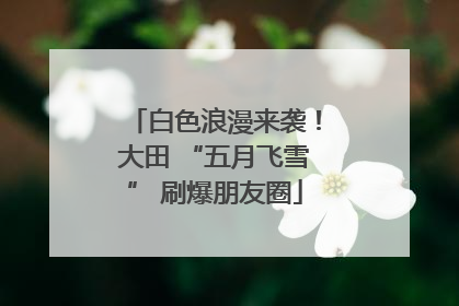 白色浪漫来袭！大田 “五月飞雪” 刷爆朋友圈