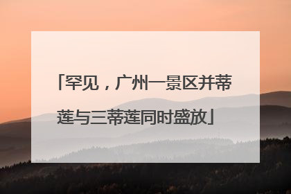 罕见，广州一景区并蒂莲与三蒂莲同时盛放