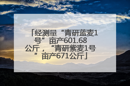 经测量“青研蓝麦1号”亩产601.68公斤，“青研紫麦1号”亩产671公斤