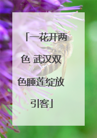 一花开两色 武汉双色睡莲绽放引客