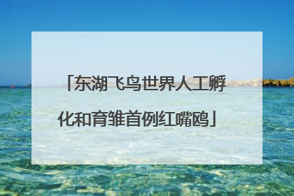 东湖飞鸟世界人工孵化和育雏首例红嘴鸥
