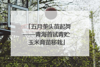 五月垄头苗起舞——青海首试青贮玉米育苗移栽