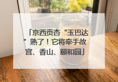 京西贡杏“玉巴达”熟了！它将牵手故宫、香山、颐和园
