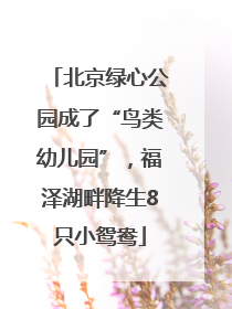 北京绿心公园成了“鸟类幼儿园”，福泽湖畔降生8只小鸳鸯