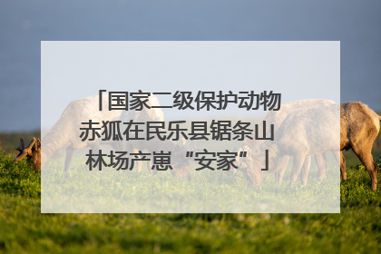国家二级保护动物赤狐在民乐县锯条山林场产崽“安家”