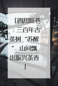 四川旺苍：三百年古茶树“苏醒” 山间飘出振兴茶香