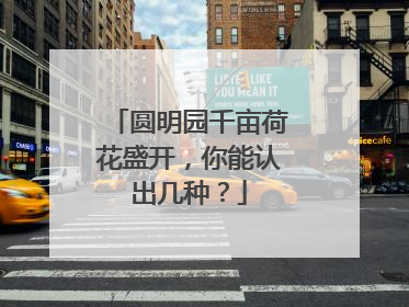 圆明园千亩荷花盛开，你能认出几种？