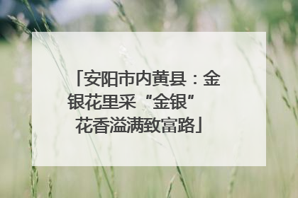 安阳市内黄县：金银花里采“金银” 花香溢满致富路