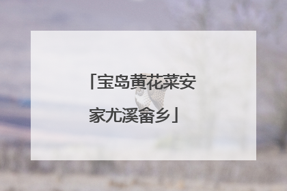 宝岛黄花菜安家尤溪畲乡