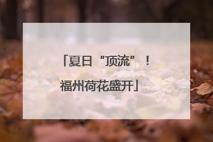 夏日“顶流”！福州荷花盛开