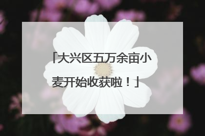 大兴区五万余亩小麦开始收获啦！