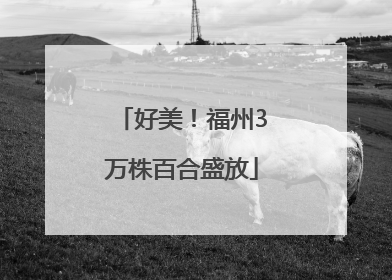 好美！福州3万株百合盛放