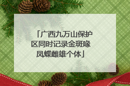 广西九万山保护区同时记录金斑喙凤蝶雌雄个体