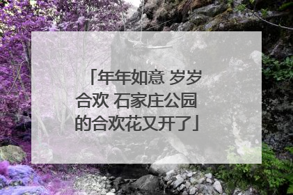 年年如意 岁岁合欢 石家庄公园的合欢花又开了