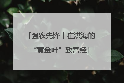 强农先锋丨崔洪海的“黄金叶”致富经