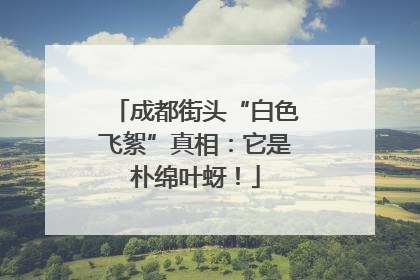 成都街头“白色飞絮”真相：它是朴绵叶蚜！