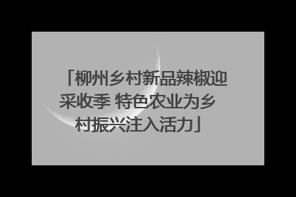 柳州乡村新品辣椒迎采收季 特色农业为乡村振兴注入活力