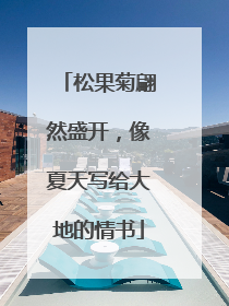 松果菊翩然盛开，像夏天写给大地的情书