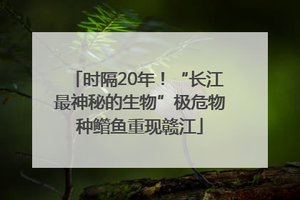 时隔20年！“长江最神秘的生物”极危物种鳤鱼重现赣江
