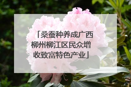 桑蚕种养成广西柳州柳江区民众增收致富特色产业