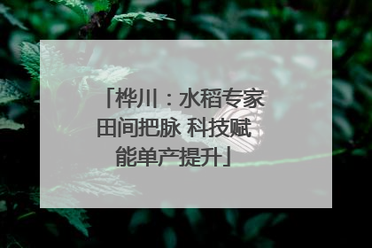 桦川：水稻专家田间把脉 科技赋能单产提升