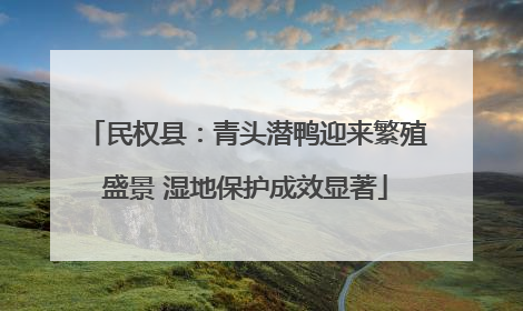 民权县：青头潜鸭迎来繁殖盛景 湿地保护成效显著