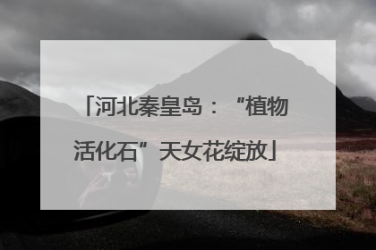 河北秦皇岛：“植物活化石”天女花绽放