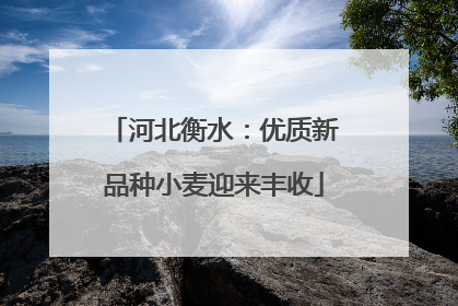河北衡水：优质新品种小麦迎来丰收