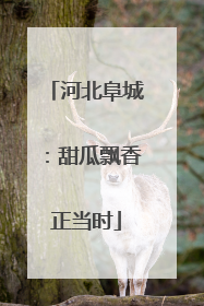河北阜城：甜瓜飘香正当时