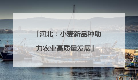 河北：小麦新品种助力农业高质量发展