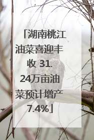 湖南桃江油菜喜迎丰收 31.24万亩油菜预计增产7.4%