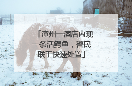 漳州一酒店内现一条活鳄鱼，警民联手快速处置
