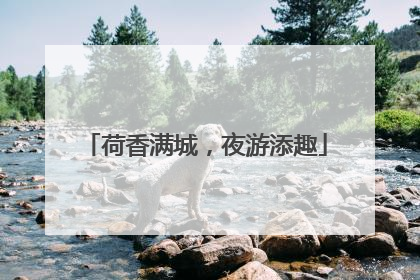荷香满城，夜游添趣