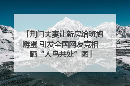 荆门夫妻让新房给斑鸠孵蛋 引发全国网友竞相晒“人鸟共处”图