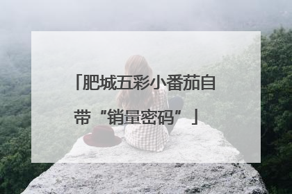 肥城五彩小番茄自带“销量密码”