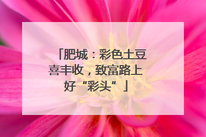 肥城：彩色土豆喜丰收，致富路上好“彩头”