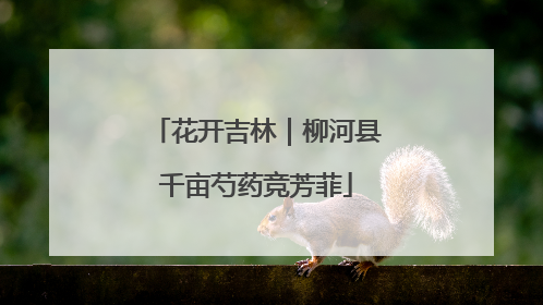 花开吉林｜柳河县千亩芍药竞芳菲