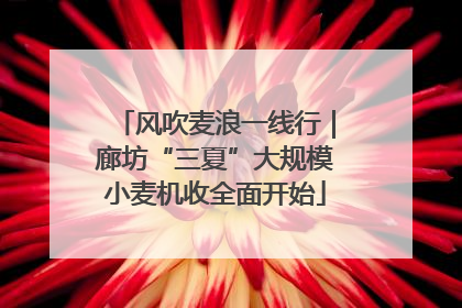 风吹麦浪一线行｜廊坊“三夏”大规模小麦机收全面开始