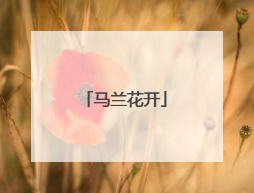 马兰花开