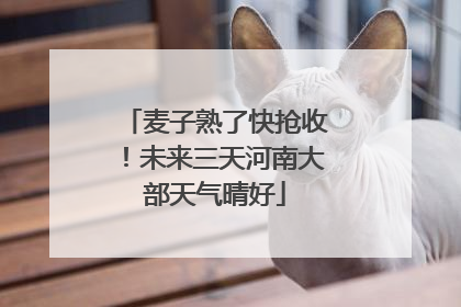 麦子熟了快抢收！未来三天河南大部天气晴好