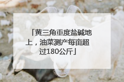 黄三角重度盐碱地上，油菜测产每亩超过180公斤